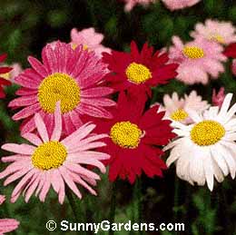 Persian insect flower